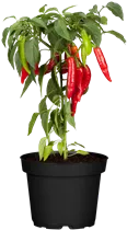 Capsicum annuum var. minimum - Mini-Chili Capsicum annuum var. minimum - Mini-Chili