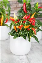 Capsicum annuum var. minimum - Mini-Chili Capsicum annuum var. minimum - Mini-Chili