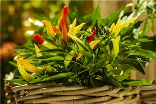 Capsicum annuum var. minimum - Mini-Chili Capsicum annuum var. minimum - Mini-Chili