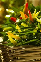 Capsicum annuum var. minimum - Mini-Chili Capsicum annuum var. minimum - Mini-Chili