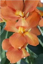 Canna Cannova® - Blumenrohr Cannova®