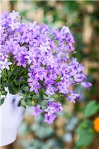 Campanula portenschlagiana 'Ambella'® - Campanula portenschlagiana 'Ambella'® Campanula portenschlagiana 'Ambella'® - Campanula portenschlagiana 'Ambella'®