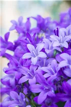 Campanula portenschlagiana 'Ambella'® - Campanula portenschlagiana 'Ambella'® Campanula portenschlagiana 'Ambella'® - Campanula portenschlagiana 'Ambella'®