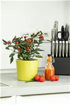 Capsicum annuum var. minimum 'Kleine Perle' - Mini-Chili 'Kleine Perle'