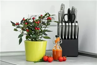 Capsicum annuum var. minimum 'Kleine Perle' - Mini-Chili 'Kleine Perle'