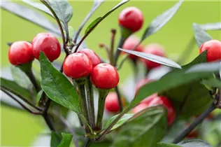 Capsicum annuum var. minimum 'Kleine Perle' - Mini-Chili 'Kleine Perle'
