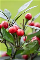 Capsicum annuum var. minimum 'Kleine Perle' - Mini-Chili 'Kleine Perle'