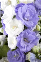 Campanula portenschlagiana 'Bali' - Polster-Glockenblume