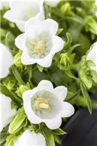 Campanula cochleariifolia 'Alba' - Niedliche Garten-Glockenblume 'Alba'