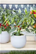 Capsicum annuum, deko - Zierpaprika Capsicum annuum, deko - Zierpaprika