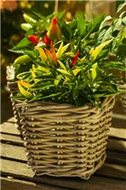 Capsicum annuum 'Naschzipfel' - Paprika 'Naschzipfel' Capsicum annuum 'Naschzipfel' - Paprika 'Naschzipfel'