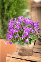 Campanula portenschlagiana 'Blue Royal' - Polster-Glockenblume