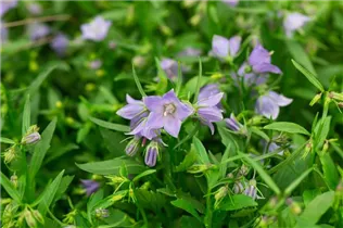 Campanula cochleariifolia 'Alpine Breeze' - Niedliche Garten-Glockenblume 'Alpine Breeze'