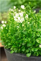 Campanula cochleariifolia 'Alpine Breeze' - Niedliche Garten-Glockenblume 'Alpine Breeze'