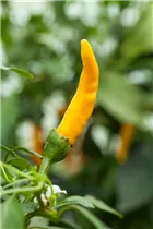 Capsicum baccatum 'Lemon Drop' - Zitronen-Chili Capsicum baccatum 'Lemon Drop' - Zitronen-Chili
