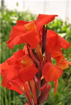 Canna indica 'Endeavour' - Indisches Blumenrohr 'Endeavour' Canna indica 'Endeavour' - Indisches Blumenrohr 'Endeavour'