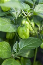 Capsicum chinense 'Habanero' - Chili 'Habanero' Capsicum chinense 'Habanero' - Chili 'Habanero'