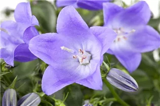 Campanula cochleariifolia 'Spring Bell'® - Niedliche Garten-Glockenblume 'Spring Bell'® Campanula cochleariifolia 'Spring Bell'® - Niedliche Garten-Glockenblume 'Spring Bell'®