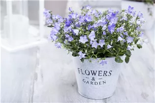 Campanula cochleariifolia 'Spring Bell'® - Niedliche Garten-Glockenblume 'Spring Bell'® Campanula cochleariifolia 'Spring Bell'® - Niedliche Garten-Glockenblume 'Spring Bell'®