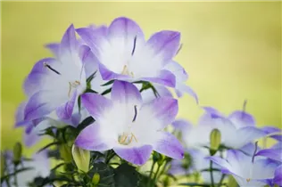 Campanula 'Fancy Mee'® - Glockenblume 'Fancy Mee'® Campanula 'Fancy Mee'® - Glockenblume 'Fancy Mee'®
