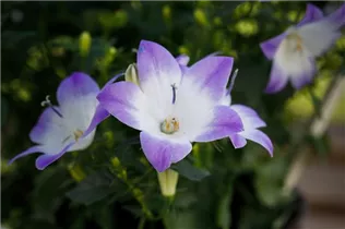 Campanula 'Fancy Mee'® - Glockenblume 'Fancy Mee'® Campanula 'Fancy Mee'® - Glockenblume 'Fancy Mee'®