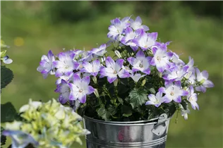 Campanula 'Fancy Mee'® - Glockenblume 'Fancy Mee'® Campanula 'Fancy Mee'® - Glockenblume 'Fancy Mee'®