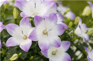 Campanula 'Fancy Mee'® - Glockenblume 'Fancy Mee'® Campanula 'Fancy Mee'® - Glockenblume 'Fancy Mee'®