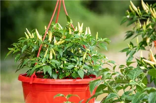 Capsicum frutescens 'Thai Chili' - Chili 'Thai Chili' Capsicum frutescens 'Thai Chili' - Chili 'Thai Chili'