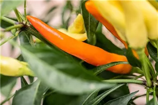 Capsicum frutescens 'Thai Chili' - Chili 'Thai Chili' Capsicum frutescens 'Thai Chili' - Chili 'Thai Chili'
