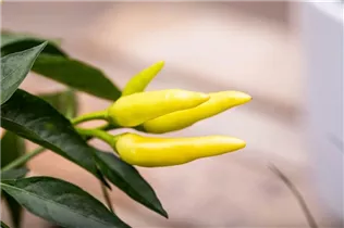 Capsicum frutescens 'Thai Chili' - Chili 'Thai Chili' Capsicum frutescens 'Thai Chili' - Chili 'Thai Chili'
