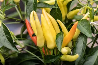 Capsicum frutescens 'Thai Chili' - Chili 'Thai Chili' Capsicum frutescens 'Thai Chili' - Chili 'Thai Chili'