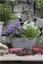 Campanula portenschlagiana 'White Get Mee'® - Dalmatiner Glockenblume 'White Get Mee' Campanula portenschlagiana 'White Get Mee'® - Dalmatiner Glockenblume 'White Get Mee'