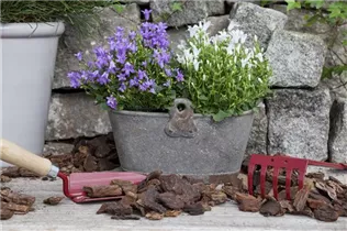 Campanula portenschlagiana 'White Get Mee'® - Dalmatiner Glockenblume 'White Get Mee' Campanula portenschlagiana 'White Get Mee'® - Dalmatiner Glockenblume 'White Get Mee'