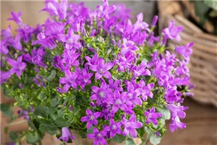 Campanula portenschlagiana 'Royal' - Dalmatiner Polster-Glockenblume 'Royal' Campanula portenschlagiana 'Royal' - Dalmatiner Polster-Glockenblume 'Royal'