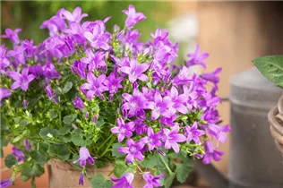 Campanula portenschlagiana 'Royal' - Dalmatiner Polster-Glockenblume 'Royal' Campanula portenschlagiana 'Royal' - Dalmatiner Polster-Glockenblume 'Royal'