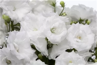 Campanula portenschlagiana 'White Wonder'® - Dalmatiner Polster-Glockenblume 'White Wonder'®
