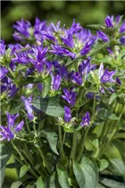 Campanula glomerata - Knäuel-Glockenblume Campanula glomerata - Knäuel-Glockenblume