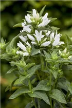 Campanula glomerata - Knäuel-Glockenblume Campanula glomerata - Knäuel-Glockenblume