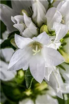 Campanula glomerata - Knäuel-Glockenblume Campanula glomerata - Knäuel-Glockenblume