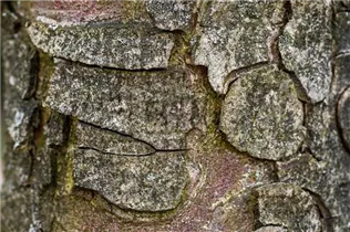 Aesculus hippocastanum - Rosskastanie