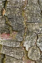 Aesculus hippocastanum - Rosskastanie