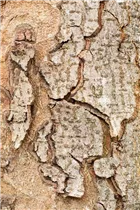 Aesculus hippocastanum - Rosskastanie