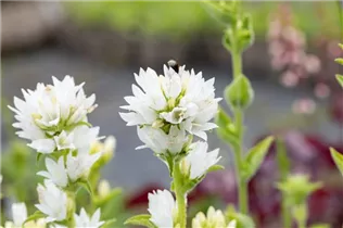 Campanula glomerata 'Alba' - Garten-Knäuel-Glockenblume 'Alba'