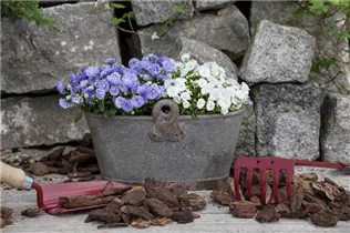 Campanula haylodgensis 'White Wonder' - Karpaten-Glockenblume 'White Wonder' Campanula haylodgensis 'White Wonder' - Karpaten-Glockenblume 'White Wonder'