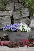 Campanula haylodgensis 'White Wonder' - Karpaten-Glockenblume 'White Wonder' Campanula haylodgensis 'White Wonder' - Karpaten-Glockenblume 'White Wonder'