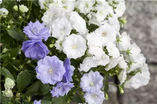 Campanula haylodgensis 'White Wonder' - Karpaten-Glockenblume 'White Wonder' Campanula haylodgensis 'White Wonder' - Karpaten-Glockenblume 'White Wonder'
