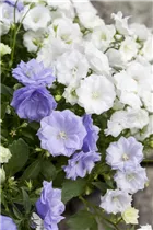 Campanula haylodgensis 'White Wonder' - Karpaten-Glockenblume 'White Wonder' Campanula haylodgensis 'White Wonder' - Karpaten-Glockenblume 'White Wonder'