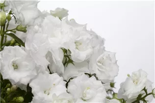 Campanula haylodgensis 'White Wonder' - Karpaten-Glockenblume 'White Wonder' Campanula haylodgensis 'White Wonder' - Karpaten-Glockenblume 'White Wonder'