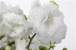 Campanula haylodgensis 'White Wonder' - Karpaten-Glockenblume 'White Wonder' Campanula haylodgensis 'White Wonder' - Karpaten-Glockenblume 'White Wonder'