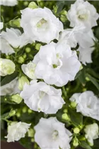 Campanula haylodgensis 'White Wonder' - Karpaten-Glockenblume 'White Wonder' Campanula haylodgensis 'White Wonder' - Karpaten-Glockenblume 'White Wonder'